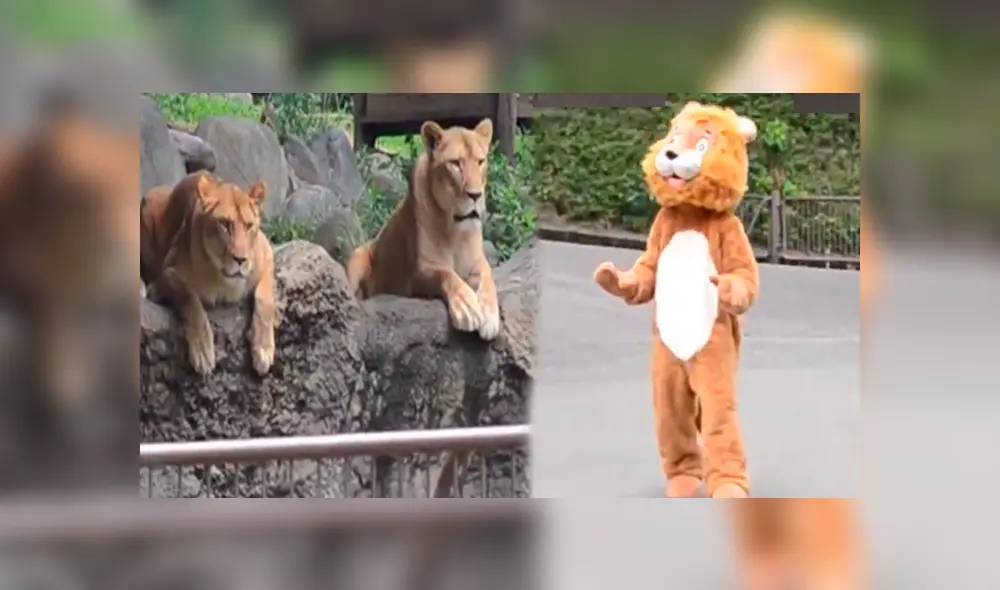 Trabajador de un zoológico ingresó al santuario de leones. Trabajador de un zoológico ingresó al santuario de leones.