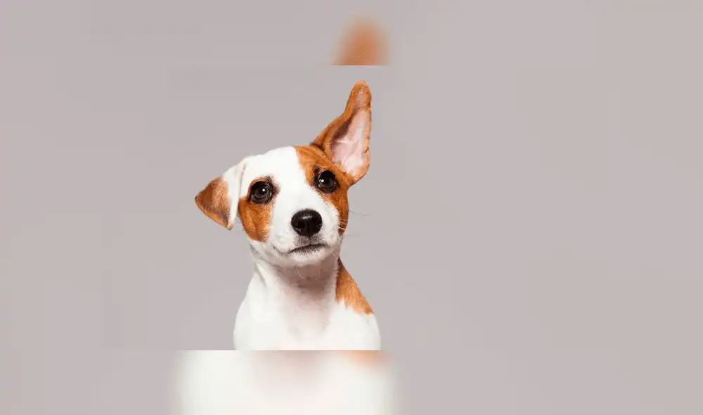 La rabia afecta a humanos y animales como el perro, según el Minsa. Foto: Difusión La rabia afecta a humanos y animales como el perro, según el Minsa. Foto: Difusión