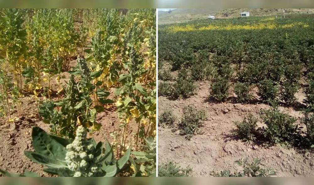 Lluvias favorecerían a cultivos con síntomas de estrés hídrico. Lluvias favorecerían a cultivos con síntomas de estrés hídrico.