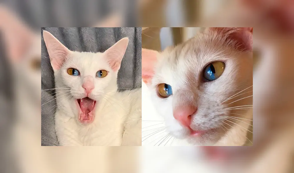 YouTube viral: gato que tiene los ojos de dos colores se vuelve 'influencer' por su extraña condición