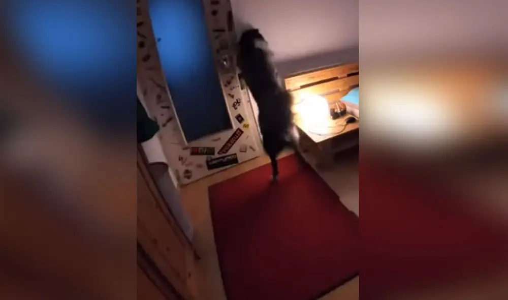 Desliza hacia la izquierda para conocer qué hizo este can mientras su dueño no estaba. Foto: captura de TikTok