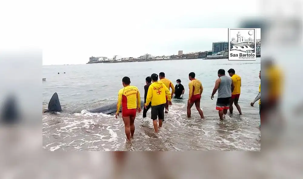 Murió ballena que se varó en la playa Santa Rosa [FOTOS]