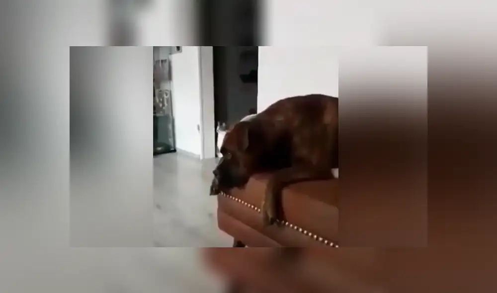 Un video muestra el momento en que un perro trata de replicar el sonido de una sirena de bombero.