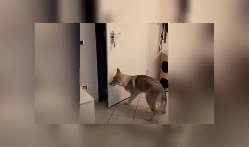 A través de YouTube se hizo viral el tierno reencuentro entre un perro y su dueño.