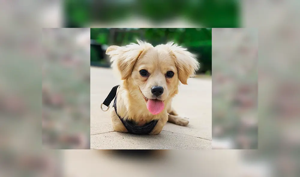 En Facebook, un pequeño tuvo un noble gesto con su perro que nació sin sus patas delanteras y fue abandonado desde bebé. En Facebook, un pequeño tuvo un noble gesto con su perro que nació sin sus patas delanteras y fue abandonado desde bebé.