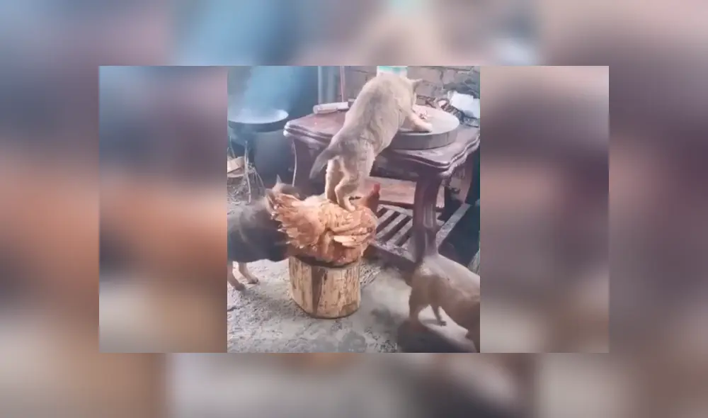 Desliza las imágenes para apreciar la terrible acción de una gallina junto a un perro para quitarle la comida su dueño.