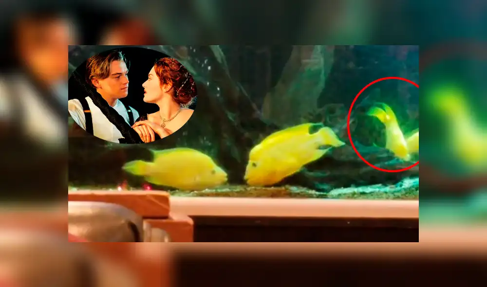 Facebook: peces se 'enamoran' y protagonizan romántica escena de "Titánic" [VIDEO]
