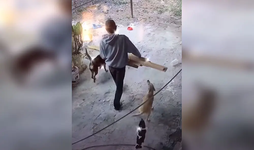 Desliza las imágenes para conocer el noble gesto de una pareja tras acoger en casa a unos tres perros callejeros. Foto: captura de TikTok