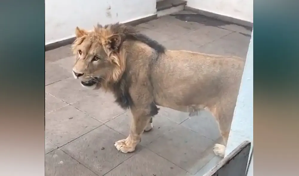 Desliza hacia la izquierda para ver las imágenes del video viral. Foto: captura de YouTube.