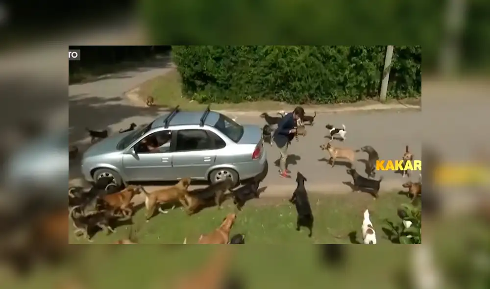 YouTube viral: reportero pasa vergüenza en refugio de animales porque tenía fobia a los perros [VIDEO]