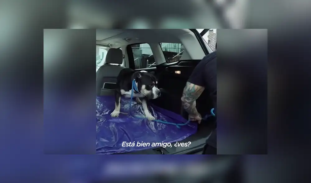 El can gruñó e intentó morder a sus rescatistas, pero cuando se ganaron su confianza cambió completamente. Foto: YouTube