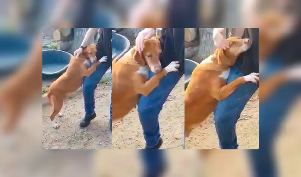 Vía Facebook: fue a albergue a hacer reportaje sobre perros y terminó adoptando a uno [VIDEO] 