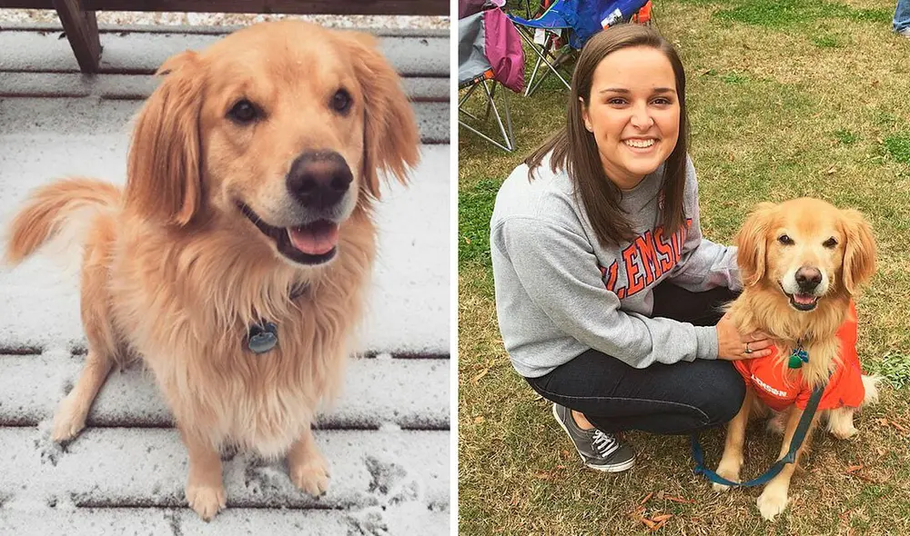 Desliza las imágenes para conocer el amoroso gesto de una mujer para recordar a su fiel mascota. Foto: Instagram Desliza las imágenes para conocer el amoroso gesto de una mujer para recordar a su fiel mascota. Foto: Instagram