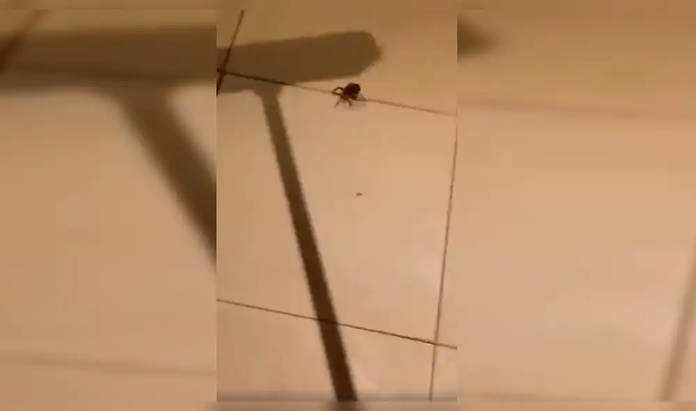 Vía Facebook: descubren algo terrorífico tras aplastar una enorme araña Vía Facebook: descubren algo terrorífico tras aplastar una enorme araña