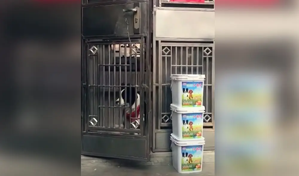 Las imágenes revelan la 'astucia' de este grupo de cachorros para entrar a jugar a una vivienda. Foto: captura de TikTok Las imágenes revelan la 'astucia' de este grupo de cachorros para entrar a jugar a una vivienda. Foto: captura de TikTok