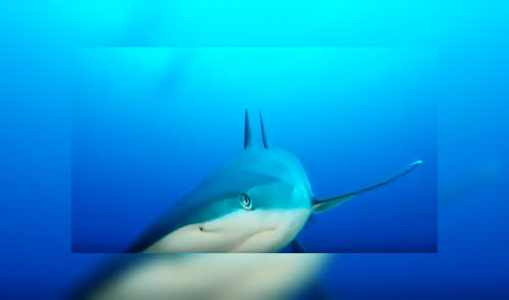 Video es viral en YouTube. La mujer sacó su cámara para grabar a las criaturas acuáticas bajo el mar, sin imaginar que un tiburón se acercaría peligrosamente a ella Video es viral en YouTube. La mujer sacó su cámara para grabar a las criaturas acuáticas bajo el mar, sin imaginar que un tiburón se acercaría peligrosamente a ella