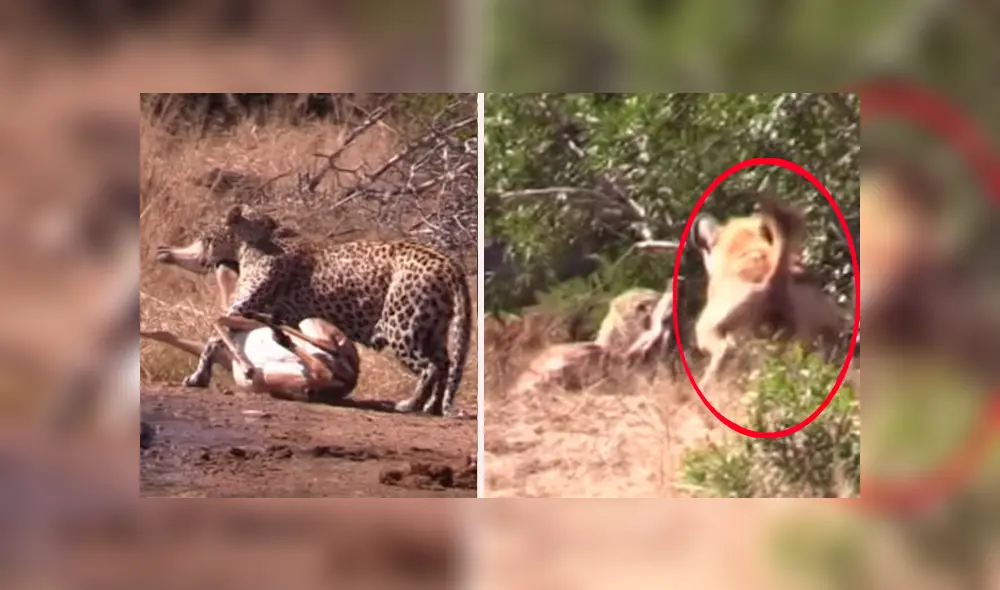 Un turista grabó en un video viral de YouTube el brutal ataque que sufrió un leopardo de una hambrienta hiena, que se apareció en territorio prohibido para quitarle su presa.