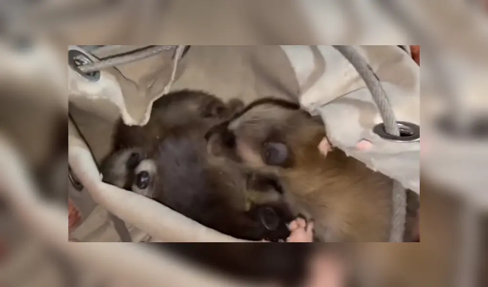 Unos rescatistas sacaron a unos pequeños mapaches que habían invadido el techo de una casa. Foto: YouTube