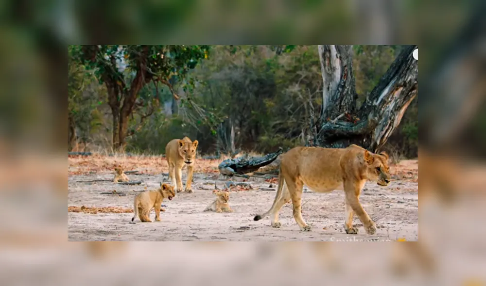 Desliza hacia la izquierda para ver el feroz enfrentamiento de las leonas. Imágenes virales de YouTube. Desliza hacia la izquierda para ver el feroz enfrentamiento de las leonas. Imágenes virales de YouTube.