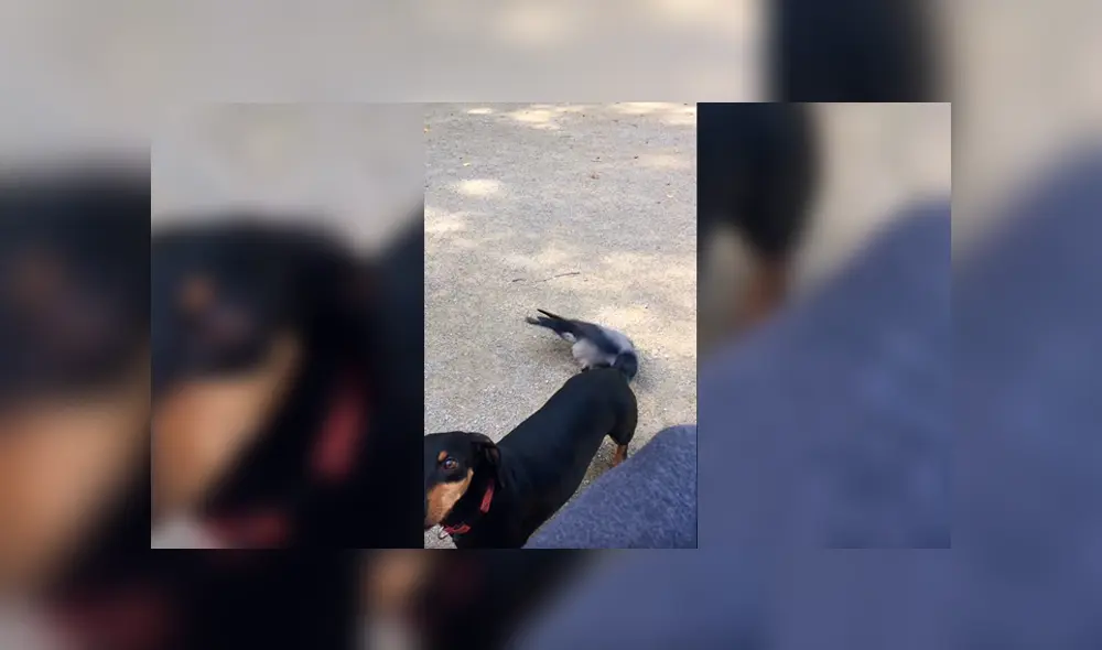 Perro de Austria Perro de Austria