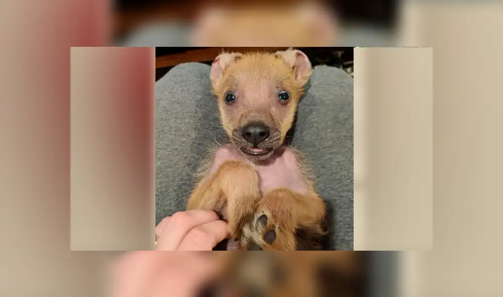 Desliza para ver el aspecto de este perro que ha conquistado a todos en Facebook. Foto: Captura.