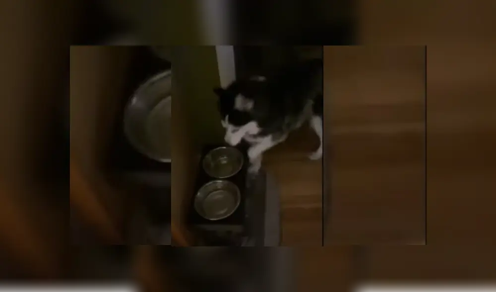 Video es viral en YouTube. Joven grabó el gracioso comportamiento que tiene su perro cada vez que lo levanta a altas horas de la noche. Fotocaptura: YouTube Video es viral en YouTube. Joven grabó el gracioso comportamiento que tiene su perro cada vez que lo levanta a altas horas de la noche. Fotocaptura: YouTube