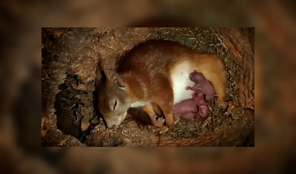 Facebook viral: joven coloca cámara escondida y registra momento que ardilla da a luz [VIDEO]