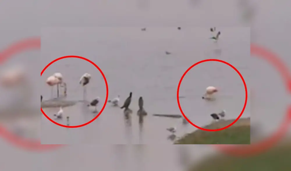 Parihuanas en Pantanos de Villa. Créditos: Canal N. Parihuanas en Pantanos de Villa. Créditos: Canal N.