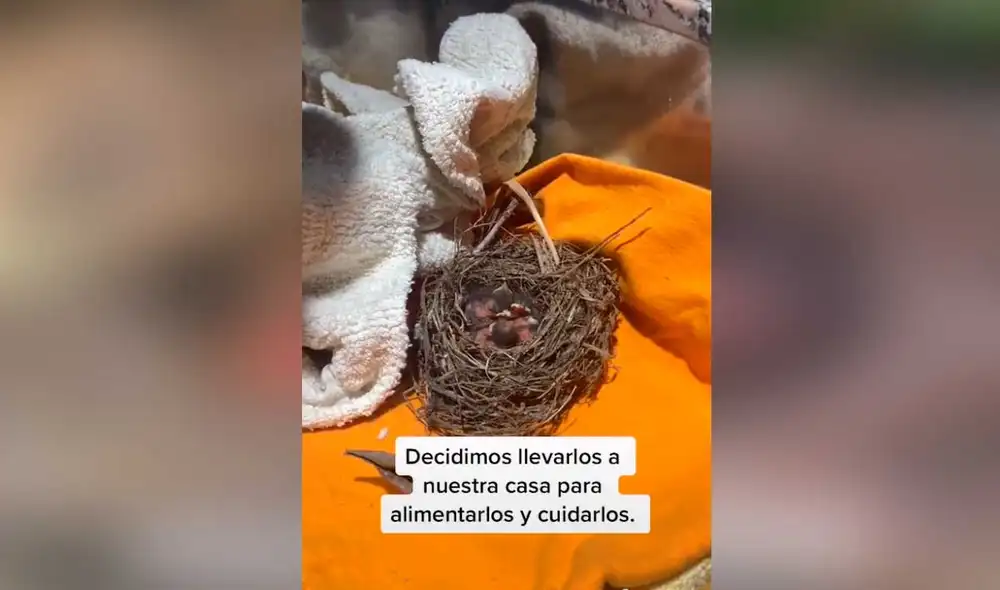 Desliza las imágenes para conocer un poco más sobre estas pequeñas aves que fueron rescatadas cuando más ayuda requerían. Foto: captura de TikTok/ edits_aesthetics