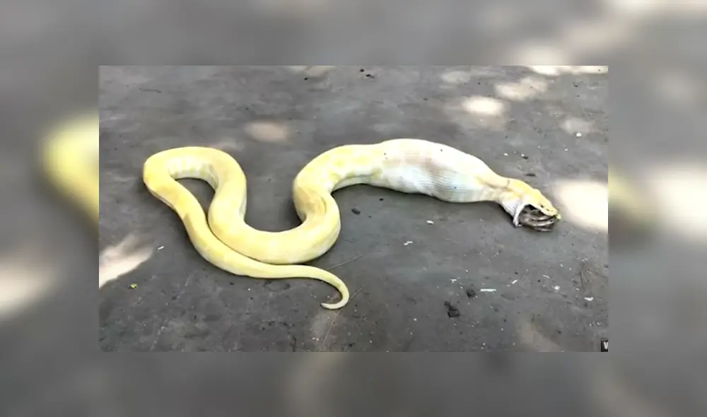 Desliza hacia la izquierda para ver las imágenes del viral de YouTube.