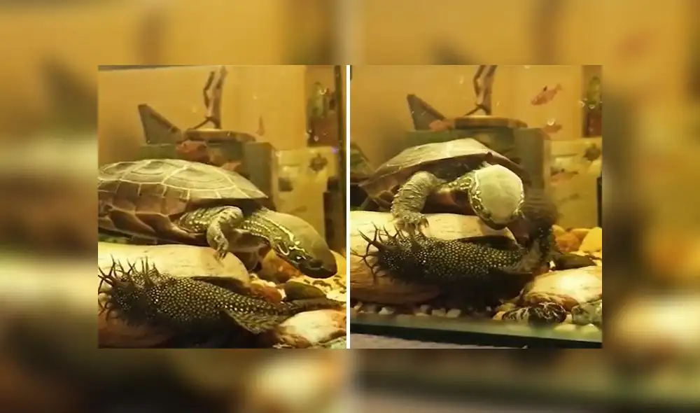 Desliza para conocer lo que pasó cuando una tortuga quiso jugar con un gruñón pez. Foto: Captura.