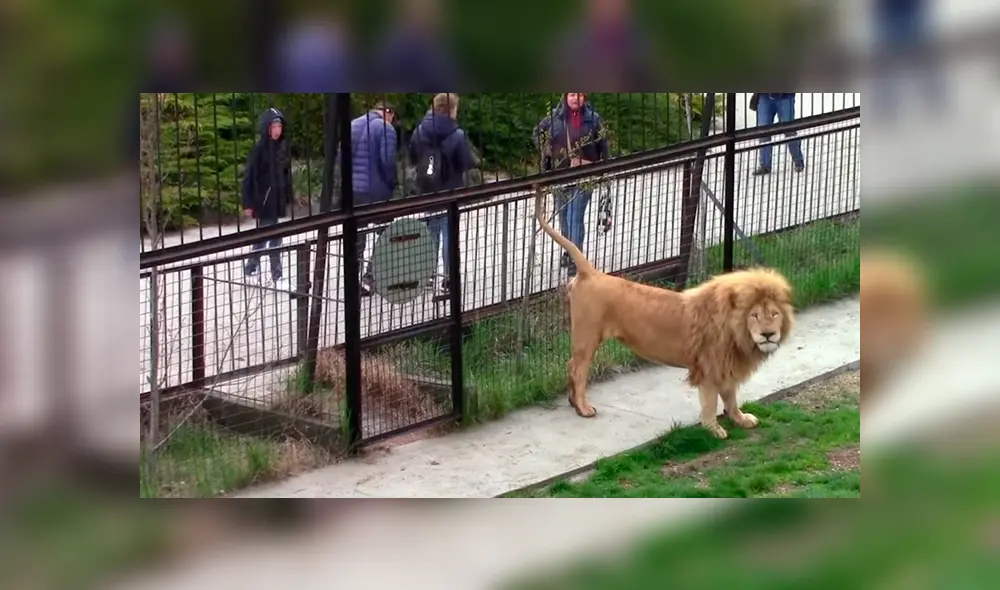 Si quieres ver lo que hizo un feroz león cuando notó que una turista lo fotografiaba, desliza cada imagen viral de YouTube hacia la izquierda. Si quieres ver lo que hizo un feroz león cuando notó que una turista lo fotografiaba, desliza cada imagen viral de YouTube hacia la izquierda.