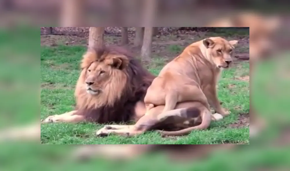 En YouTube, una leona se acercó a su pareja para llamar su atención, pero fue rechazada de la peor manera. En YouTube, una leona se acercó a su pareja para llamar su atención, pero fue rechazada de la peor manera.
