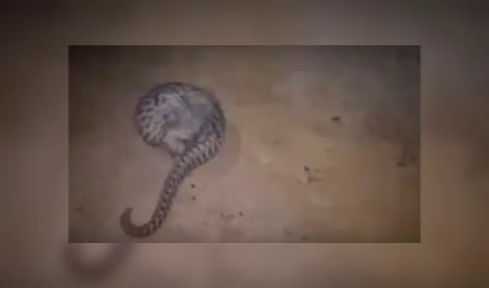 Un video compartido por ambientalistas en las redes sociales registró las crueles e inhumanas formas en que los pangolines son saqueados y sacrificados sin medidas de bioseguridad establecidas. Un video compartido por ambientalistas en las redes sociales registró las crueles e inhumanas formas en que los pangolines son saqueados y sacrificados sin medidas de bioseguridad establecidas.