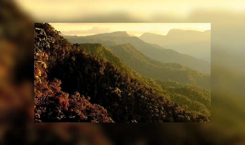 El Banco Mundial adquirió este mes 455 créditos de carbono a favor del proyecto REDD+ Parque Cordillera Azul. Foto: Difusión El Banco Mundial adquirió este mes 455 créditos de carbono a favor del proyecto REDD+ Parque Cordillera Azul. Foto: Difusión