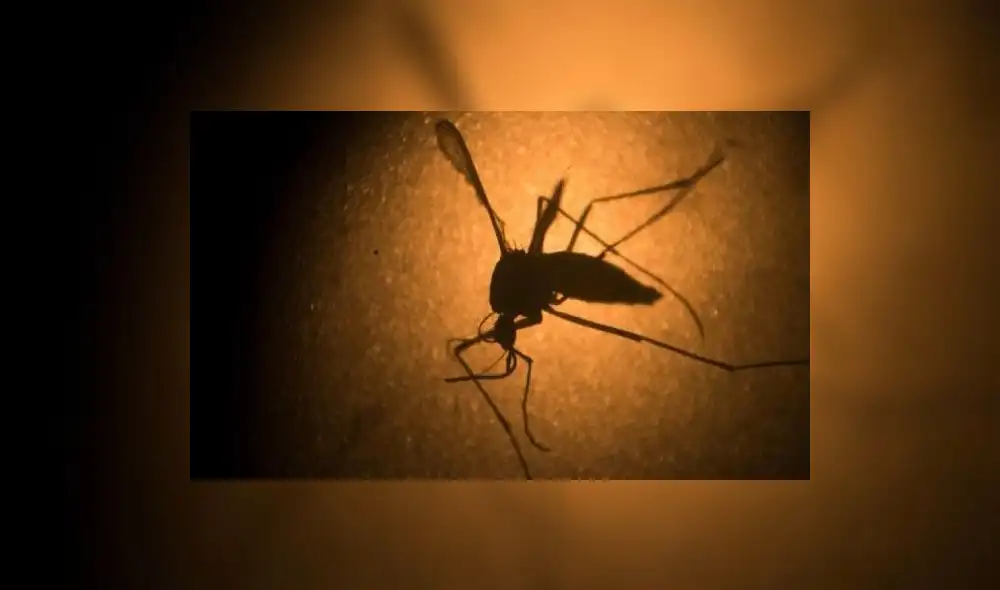 México confirma el primer caso de microcefalia ligado al virus del zika