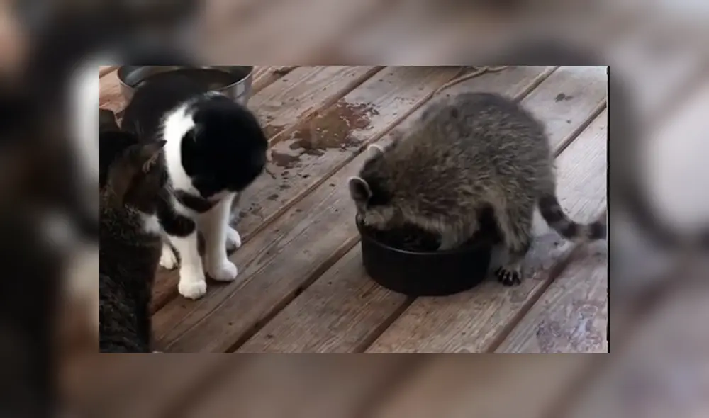 Desliza la imagen de TikTok para verlas todas. Foto: stephanne304 Desliza la imagen de TikTok para verlas todas. Foto: stephanne304