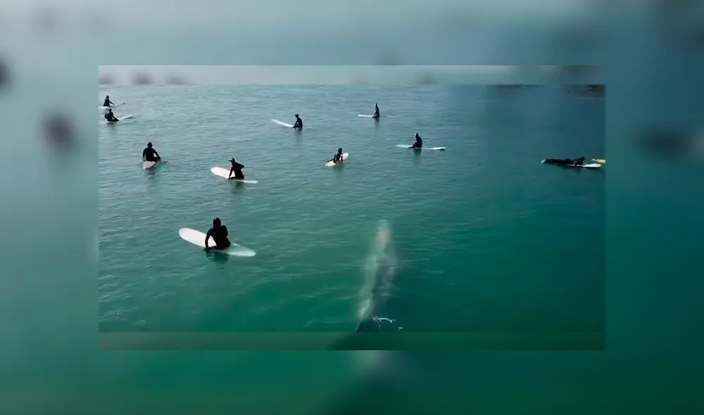 Video es viral en YouTube. Los surfistas no se habían percatado de la presencia del enorme mamífero hasta que lo vieron acercándose peligrosamente hacia ellos Video es viral en YouTube. Los surfistas no se habían percatado de la presencia del enorme mamífero hasta que lo vieron acercándose peligrosamente hacia ellos