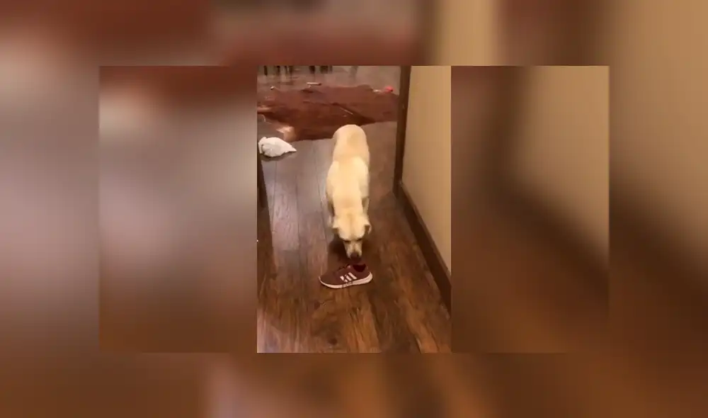 Desliza las imágenes para ver cómo un perro apoya a su dueño y ordena las cosas en su hogar. Foto: Captura. Desliza las imágenes para ver cómo un perro apoya a su dueño y ordena las cosas en su hogar. Foto: Captura.
