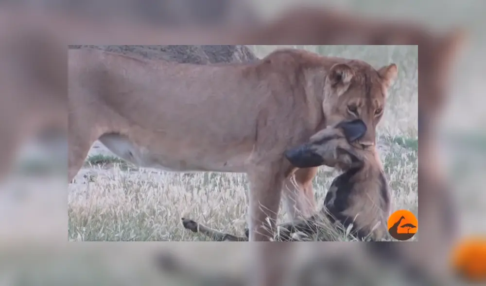 YouTube viral: Astuta hiena finge estar muerta para evitar que hambriento león la asesine [VIDEO]
