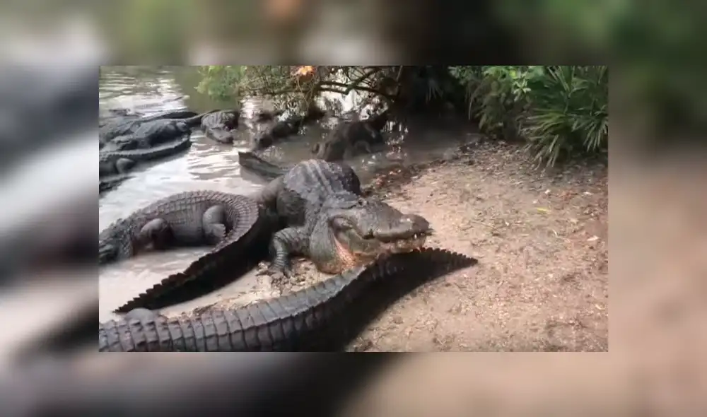 Desliza hacia la izquierda para ver el encuentro de 'mamanuela' con un cocodrilo, escena que es viral en YouTube.