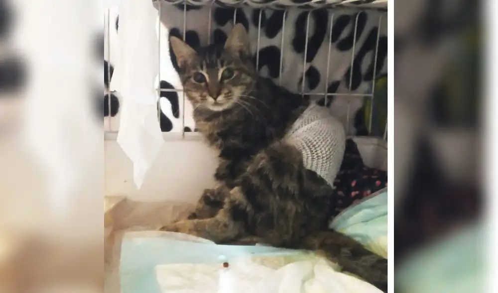 Un refugio denuncia el desgarrador" caso de maltrato animal que sufrió una gata. Foto: Difusión. Un refugio denuncia el desgarrador" caso de maltrato animal que sufrió una gata. Foto: Difusión.