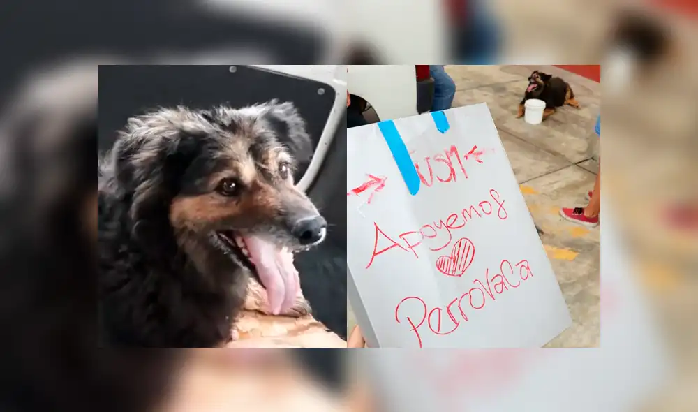 Facebook: estudiantes de la UNMSM intentan salvar a 'Perrovaca’ lanzando campaña [FOTOS]