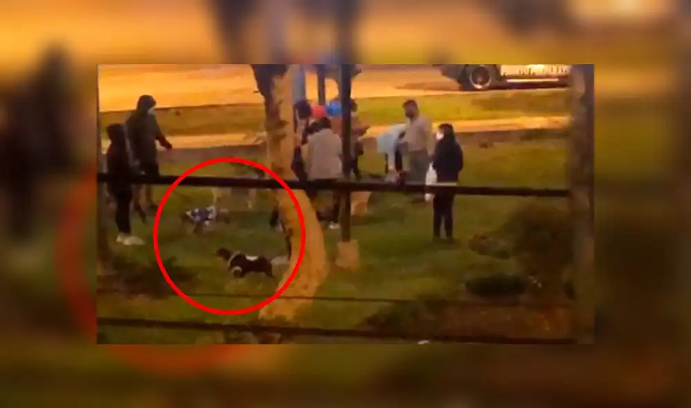 Ciudadanos se aglomeran en fiesta de mascota. Créditos: WhatsApp RTV.