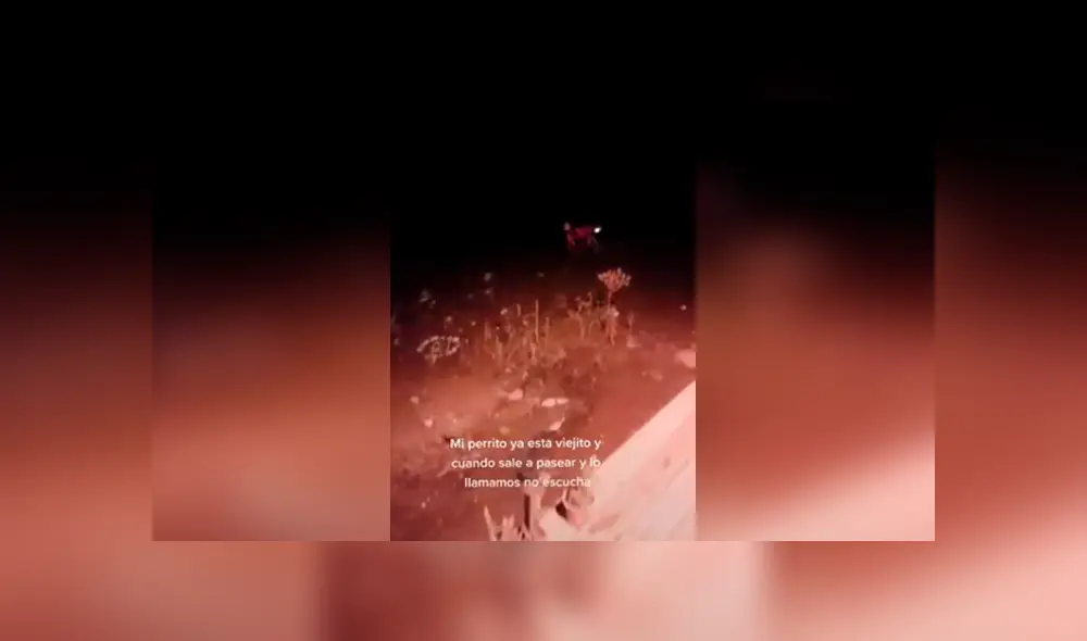 Desliza las imágenes para conocer la ingeniosa idea de una pareja para evitar que su perro se pierda. Foto: Captura. Desliza las imágenes para conocer la ingeniosa idea de una pareja para evitar que su perro se pierda. Foto: Captura.