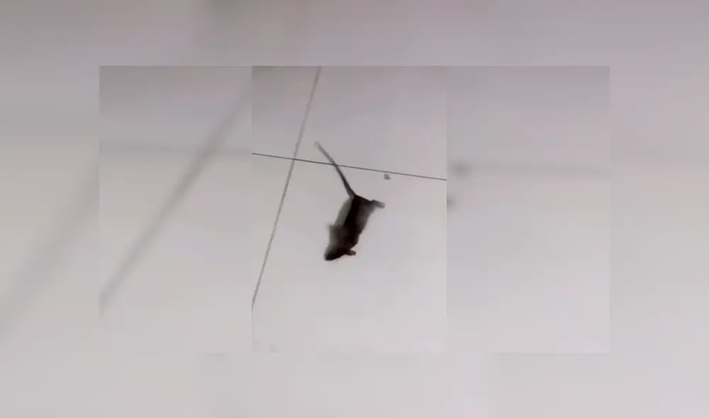 Facebook viral: ratón se hace el muerto para no ser 'asesinado' por el dueño de la casa [VIDEO]