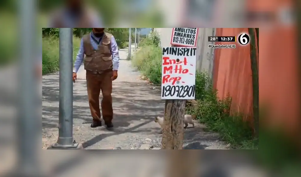 Desliza las imágenes para apreciar a unos gatos bebés que interrumpieron la transmisión de un reportero. Foto: Telediario Mty.