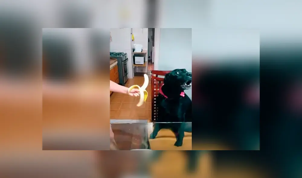 Desliza las imágenes para observar el furioso comportamiento de un perro cuando su dueña no le hace caso.