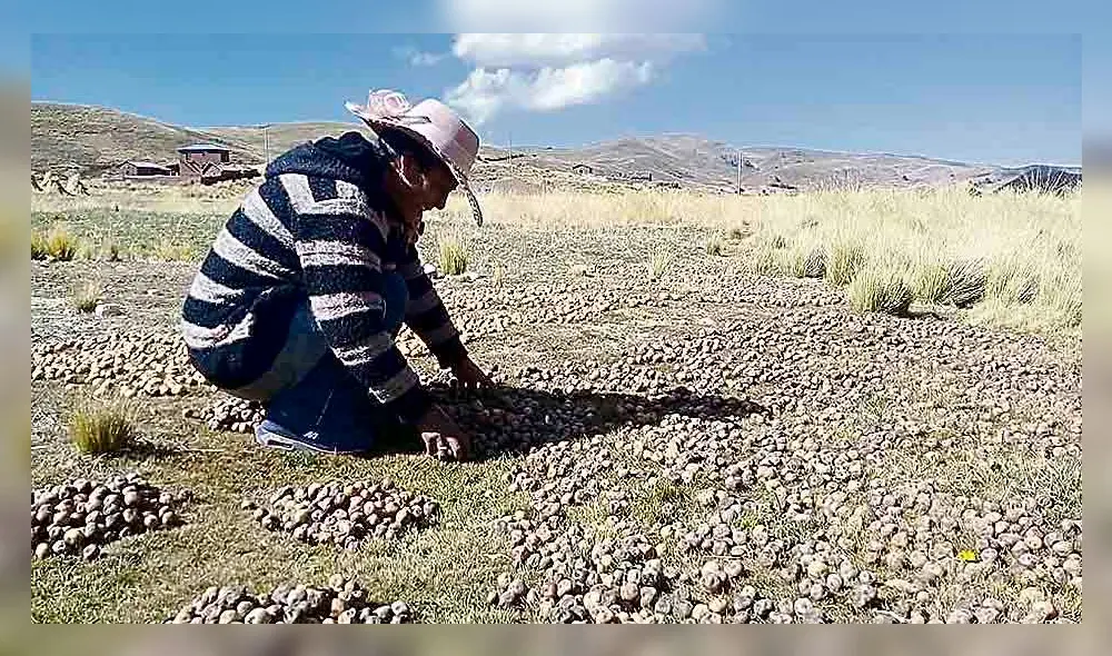 Frío en el Altiplano se aprovecha para producir la tunta y el chuño negro 