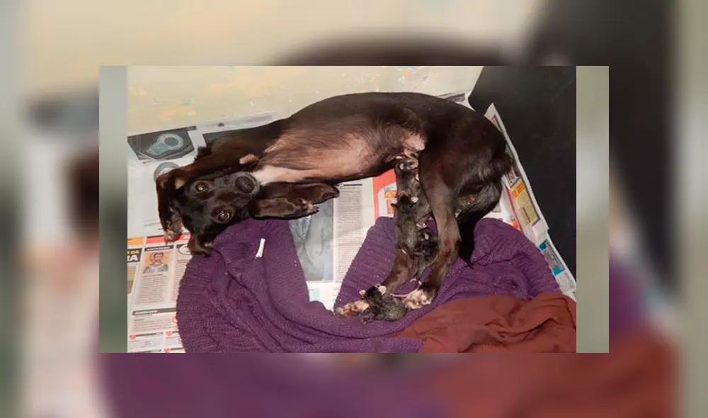 Desliza para ver los detalles de esta historia viral de Facebook. Foto: Captura. Desliza para ver los detalles de esta historia viral de Facebook. Foto: Captura.